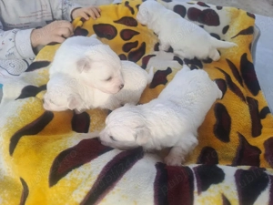 bichoni maltezi de vanzare talie mica  - imagine 3