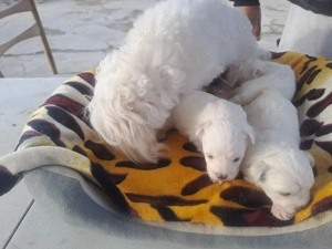 bichoni maltezi de vanzare talie mica  - imagine 2