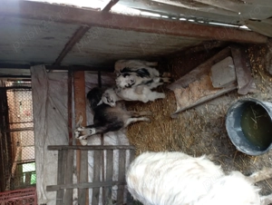 Capre de vânzare metis - imagine 5