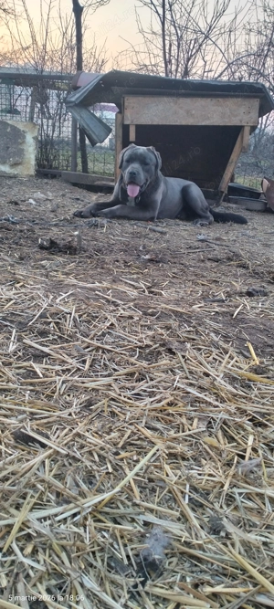 Cane corso blue - imagine 3