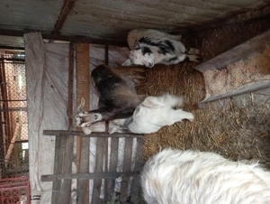 Capre de vânzare metis - imagine 3