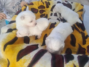 bichoni maltezi de vanzare talie mica  - imagine 4