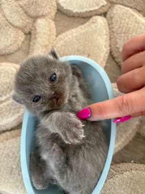 Căutăm căsuță nouă  - imagine 4