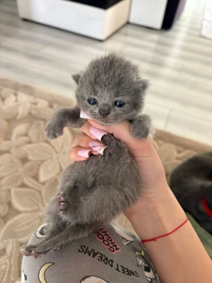 Căutăm căsuță nouă  - imagine 5