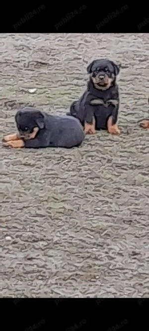 Disponibil catel mascul. - imagine 3