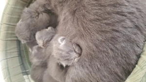 Căutăm căsuță nouă  - imagine 3