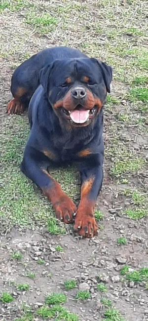 Disponibil catel mascul. - imagine 5