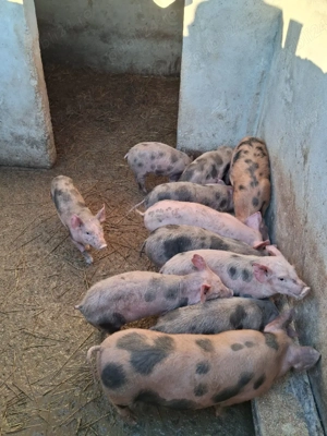 vând purcei disponibil 3 scrofite