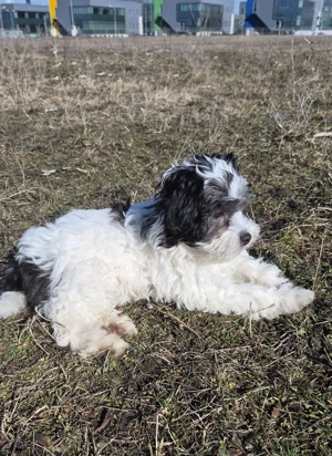 Bichon Havanez cățel - imagine 2