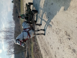 Iapa blândă si sănătoasă de vanzare - imagine 2