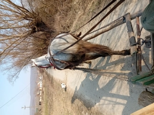 Iapa blândă si sănătoasă de vanzare - imagine 3