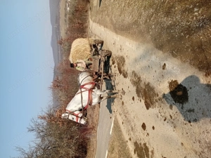 Iapa blândă si sănătoasă de vanzare