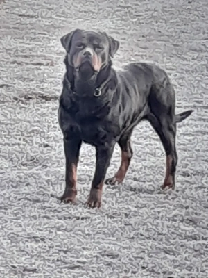 Disponibil catel mascul. - imagine 4