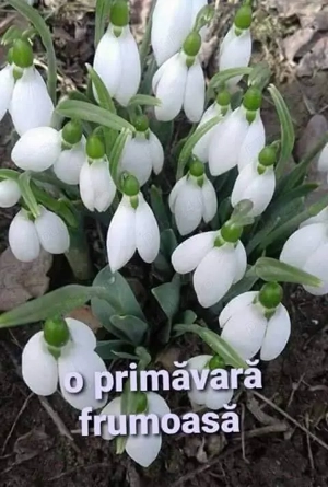 Sofer categ B,C,D,E atestatele valabile, caut de munca