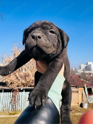 de vanzare  - imagine 2