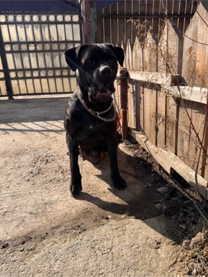 de vanzare  - imagine 3