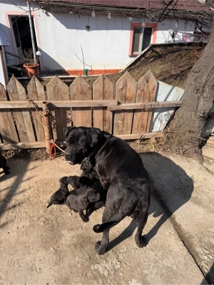 de vanzare  - imagine 4