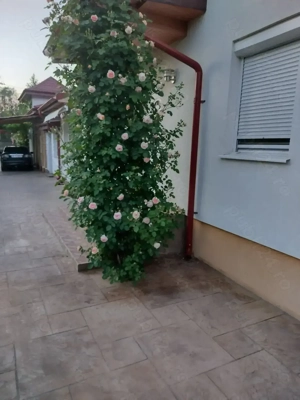 Imobil de vanzare Corbeanca - imagine 4