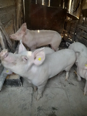 Soldani si Scroafa - imagine 3