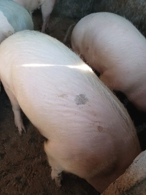 Vând porci de carne   rase Marele Alb, Duroc și Pietrain