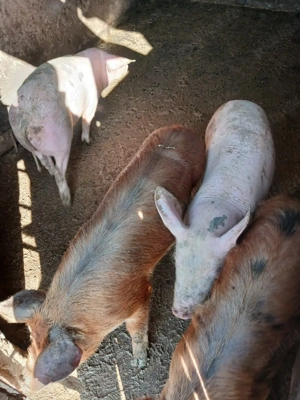 Vând porci de carne   rase Marele Alb, Duroc și Pietrain - imagine 2