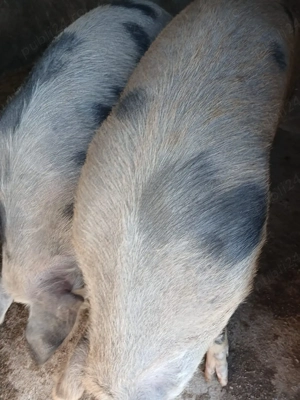 Vând porci de carne   rase Marele Alb, Duroc și Pietrain - imagine 4