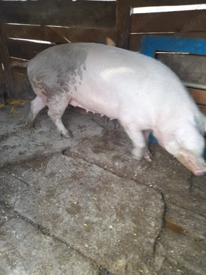 Soldani si Scroafa - imagine 2