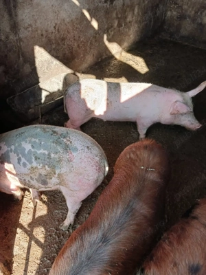 Vând porci de carne   rase Marele Alb, Duroc și Pietrain - imagine 3