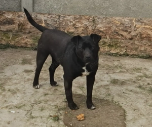  donez amstaff mascul 