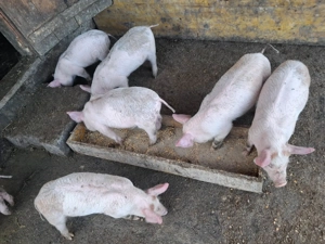Purcei de carne cu duroc  - imagine 3