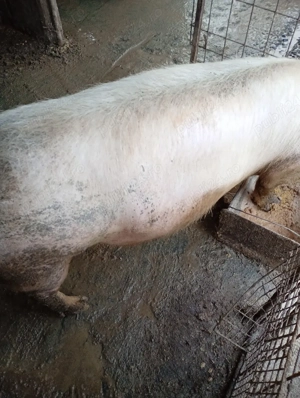 Scrofiță de vânzare  - imagine 4