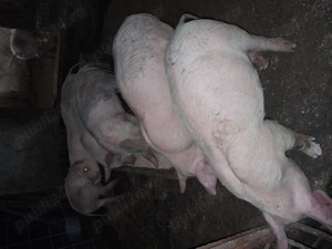 Purcei de carne cu duroc 