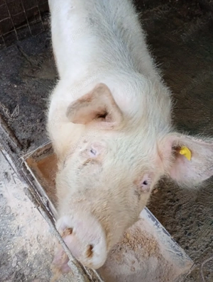 Scrofiță de vânzare  - imagine 3