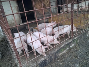 Purcei de carne cu duroc  - imagine 2