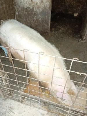 Scrofiță de vânzare  - imagine 2