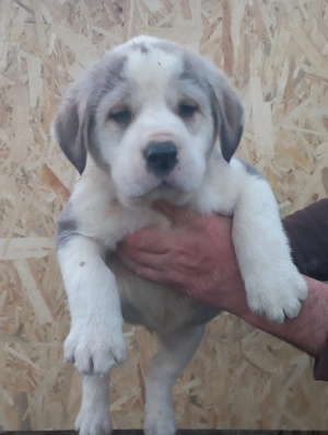 Căței Ciobănesc de Asia Centrală 