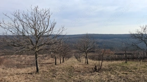 Livadă de 32 ari, cu diverși pomi fructiferi, în Tăutelec