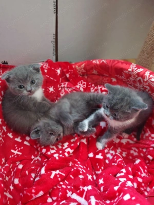 British shorthair blue - imagine 3