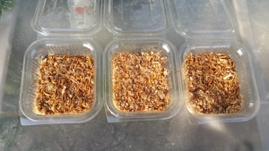 Vand mealworms viermi de faina  la caserola sau kg 