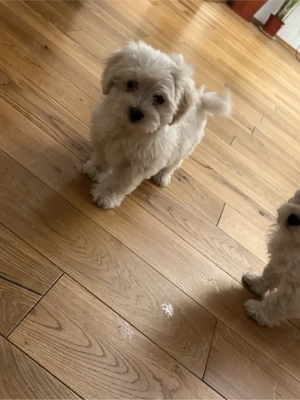 Bichon Maltez Mini  - imagine 4