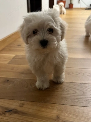 Bichon Maltez Mini  - imagine 3