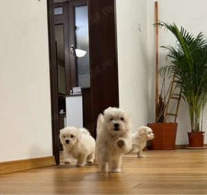 Bichon Maltez Mini 