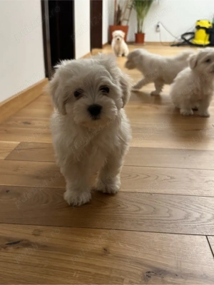 Bichon Maltez Mini  - imagine 2