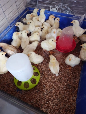 pui de găină ouătoare 