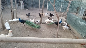 Vând pauni  - imagine 2