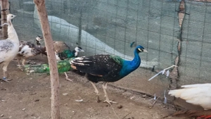 Vând pauni  - imagine 4