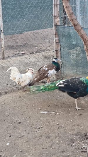 Vând pauni  - imagine 3