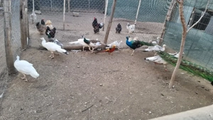 Vând pauni  - imagine 5