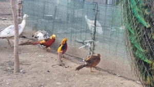 vând  fazani auriu pe roșu  - imagine 5