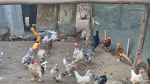 vând  fazani auriu pe roșu  - imagine 4